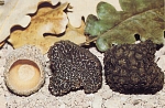 melanosporum