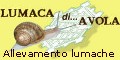 Lumaca di Avola