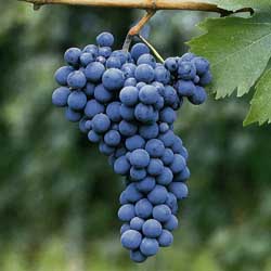 grappolo montepulciano